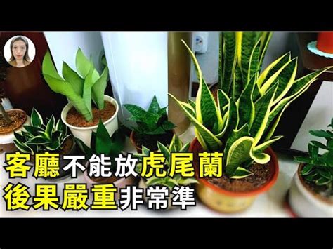 佛手虎尾蘭風水|虎尾蘭擺放位置與風水學意義